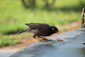black headed blackbird