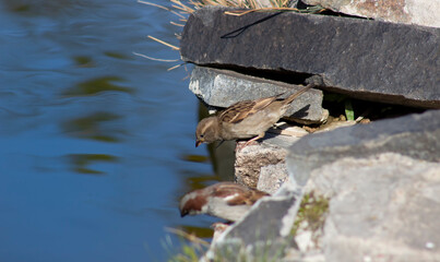 The sparrow bends down to get water from the lake to get drunk and quench its thirst.