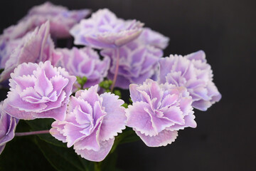 新品種のアジサイ　きらきら星