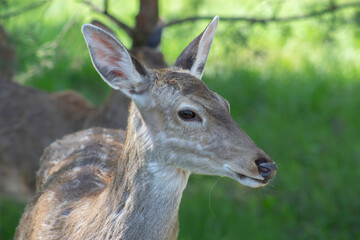 Head of a female deer on a green background in the wild.
