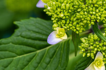 紫陽花の可憐な花