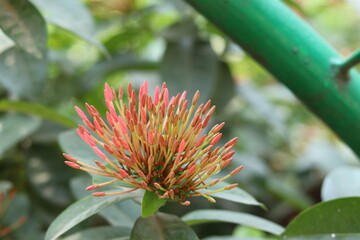 red and yellow flower