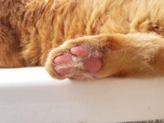 Cat's foot.Cat's pillow close up.