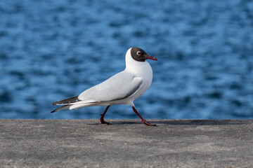 Black-headed Gull bird Larus ridibundus walking steps with blue sea off focus in the background