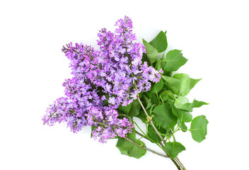Blooming branch of lilac isolated on white background.Spring flowers. Syringa vulgaris.