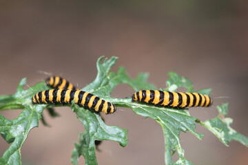 Cinnabar moth caterpillars (Tyria jacobaeae) on their foodplant, Common Ragwort, (Senecio jacobaea), UK.