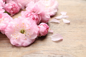 Fototapeta na wymiar Beautiful sakura tree blossoms on wooden background, closeup