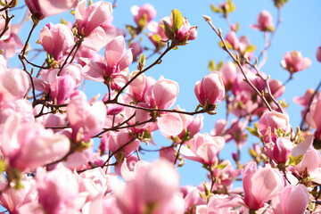 Beautiful magnolia tree with pink blossom outdoors. Spring season