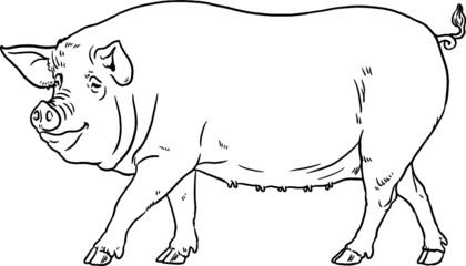 Coloring page with the animals. Pig for coloring. Vector illustration.