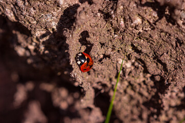 Red ladybug on a lump of earth