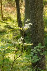Green leaves of rowan in the summer forest. Beautiful natural background, vertical photo