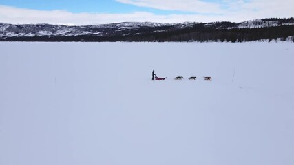 People driving a dog sled pulled by a Alaskan huskies on a frozen snowy lake. Aerial video.