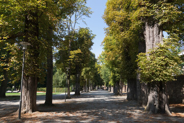 Green park landscape, walkway with old trees in summer while the coronavirus pandemic, no people