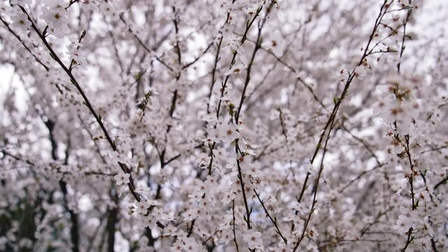 Charming white spring flowers on the branch. Beautiful nature on spring.