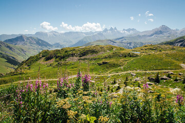 Naklejka na ściany i meble Un paysage des Alpes françaises. Des plantes sauvages dans les Alpes. Un été à la monatgne.