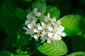 Blüten der Gewöhnlichen Traubenkirsche ( Prunus padus )