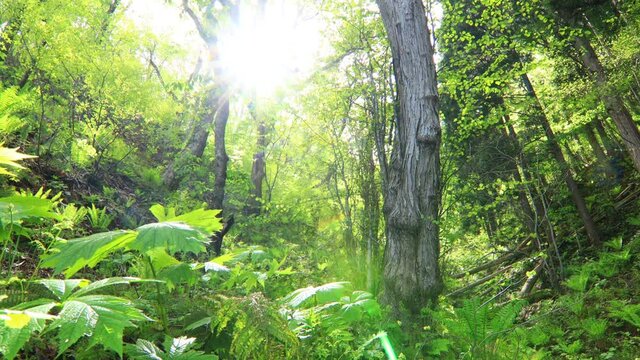さわやかな森林　新緑　木漏れ日　太陽の光
