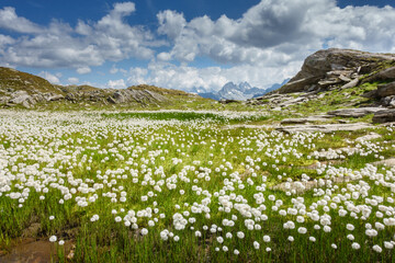 Wollgrasfeld am Bergsee in den Alpen