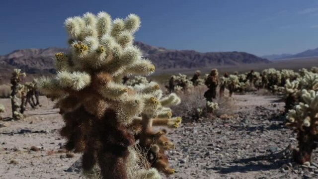 Cactus in close up. Joshua Tree National Parc/California/USA. Do you feel the vastness? Everything is possible here. Be positive. Freedom is near! Normal perspective. Day. Handheld camera.