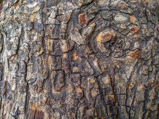 close up of tree bark texture and pattern. wood skin background.