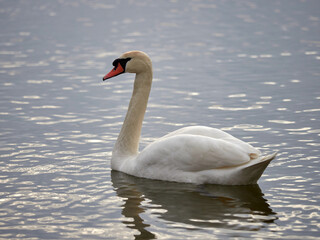 White swan swims on the lake