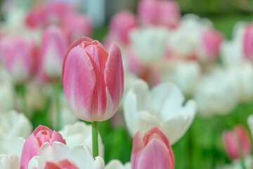 Blooming vibrant tulips flowers field, colourfull tulip, red flower tulip, soft selective focus.