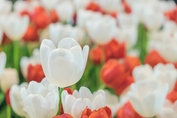 Blooming white tulip flowers, beautiful tulips, selective focus.