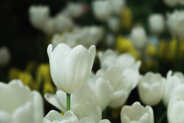 Blooming white tulip flowers, beautiful tulips, selective focus.
