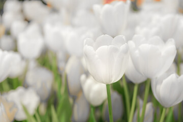 Blooming white tulip flowers, beautiful tulips, selective focus.