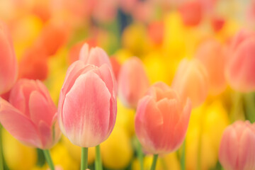 Blooming vibrant tulips flowers field, colourfull tulip, red flower tulip, soft selective focus.