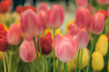 Blooming vibrant tulips flowers field, colourfull tulip, red flower tulip, soft selective focus.