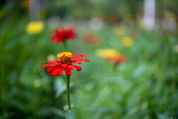 Fototapeta premium Red ZInnia flower, nature, red, garden, flowers, summer