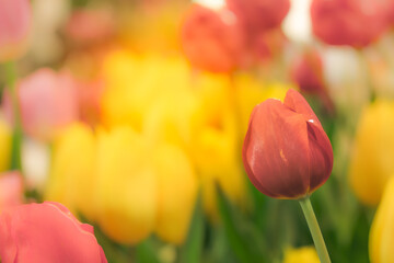 Blooming vibrant tulips flowers field, colourfull tulip, red flower tulip, soft selective focus.