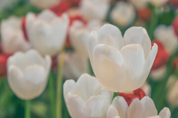 Blooming white tulip flowers, beautiful tulips, selective focus.