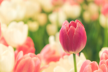 Blooming vibrant tulips flowers field, colourfull tulip, red flower tulip, soft selective focus.