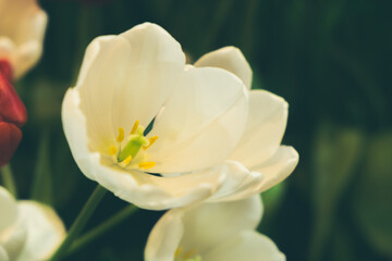 Blooming white tulip flowers, beautiful tulips, selective focus.