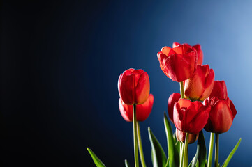 Fototapeta premium red tulips on blue background, empty space for text, frontal view