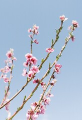 pink cherry blossom