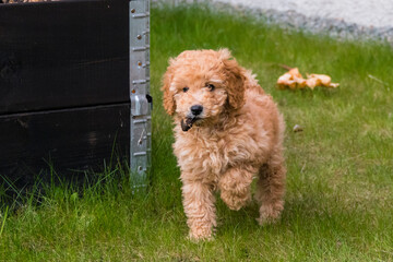 Stockholm, Sweden A Bichon Poo dog on the grass.