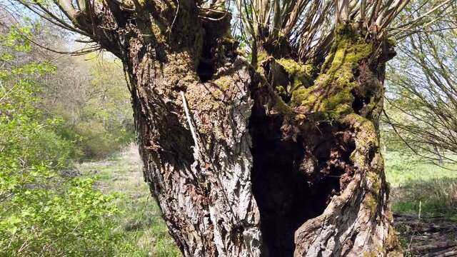 Ausgeh&ouml;hlter Stamm einer alten Kopfweide, im Naturschutzgebiet K&uuml;hkopf-Knoblauchsaue