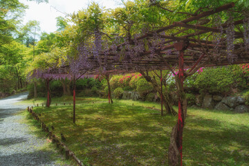 Fototapeta na wymiar 滋賀県大津市の石山寺境内に咲く満開の藤の花