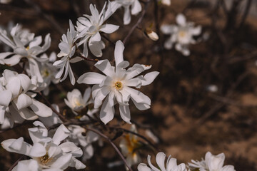 White flowering blossoms of white star magnolia stellata on a blurred background in spring morning