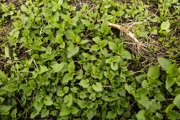 Green young nettles in late spring. Stinging nettle as green grass background