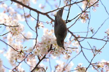 春の公園に咲くソメイヨシノのサクラの花に止まるヒヨドリ