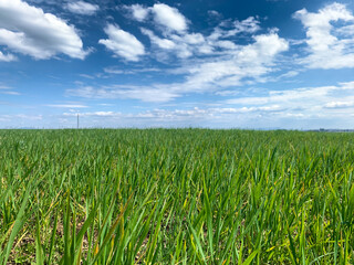 green field and blue sky