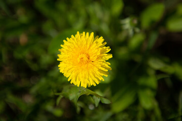 A single yellow dandelion close-up in grass