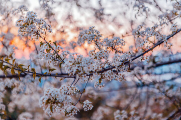 Blooming apricot twigs. Beautiful white flowers against the blue sky on sunset.