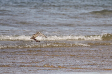 Sandpiper in flight over sea beach