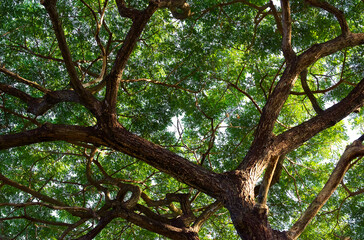 The branch of big tree : looking up view