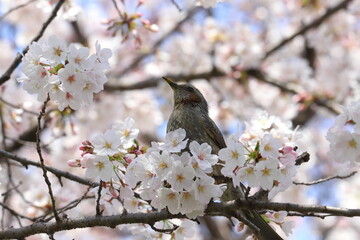 春の公園に咲くソメイヨシノのサクラの枝に止まるヒヨドリ